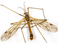 Tipula variicornis